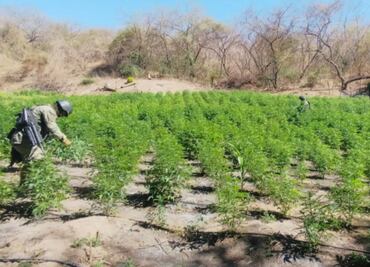 Destruyen plantío de 105 toneladas de marihuana en Tequila, Jalisco