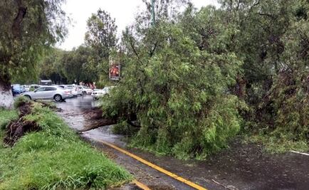 Lluvia provoca caída de árbol en Cuautitlán Izcalli