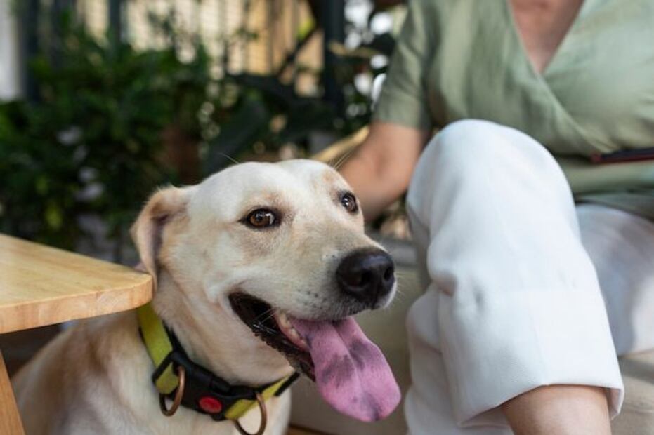 Claves para proteger a tu perro del calor. Fuente: Freepik.