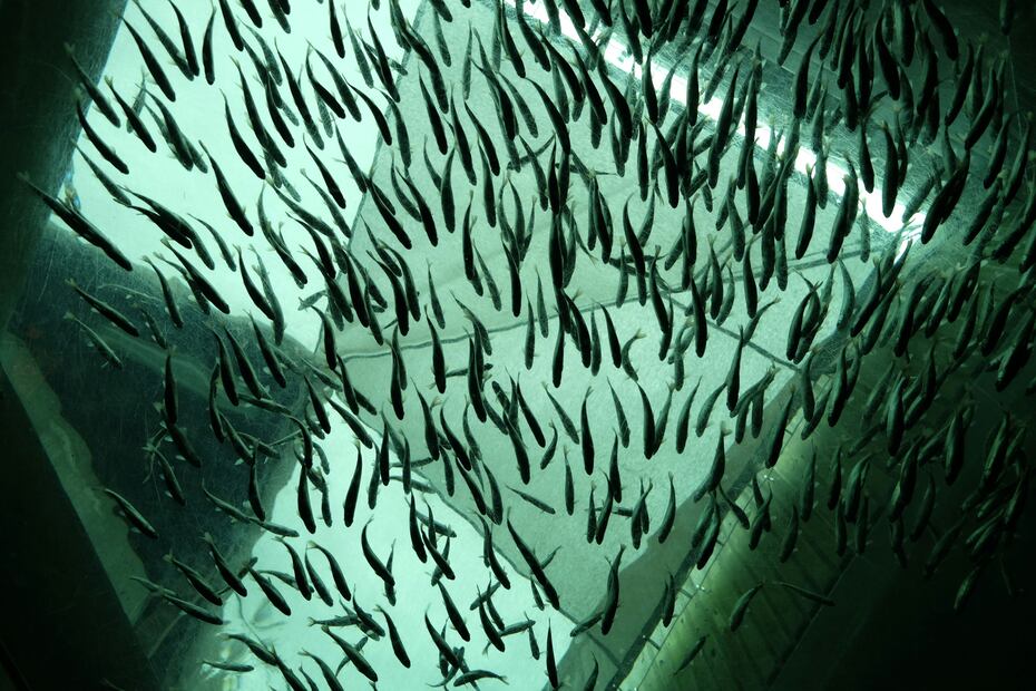 En las piscifactorías hay una gran densidad de peces, ambiente ideal para el  crecimiento de bacterias. Foto: Unsplash