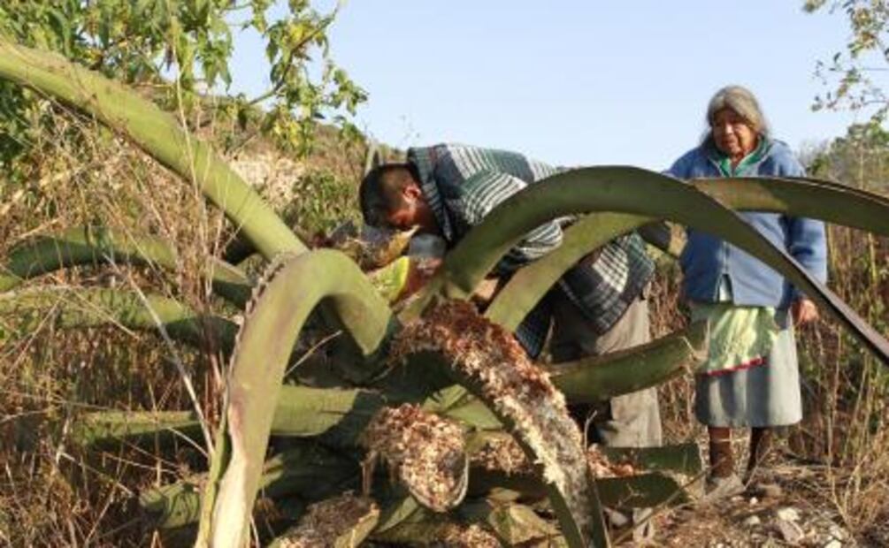 El Pulque, bebida ancestral rodeada de mitos y leyendas