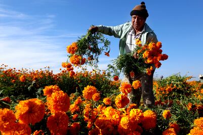 Especialistas de Chapingo buscan evitar la desaparición de variedades de cempasúchil nacionales