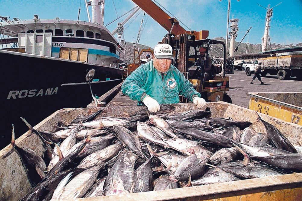 Estados Unidos no concede la etiqueta dolphin safe (delfín seguro) al atún mexicano porque cuestiona los métodos de pesca (ARCHIVO EL UNIVERSAL)