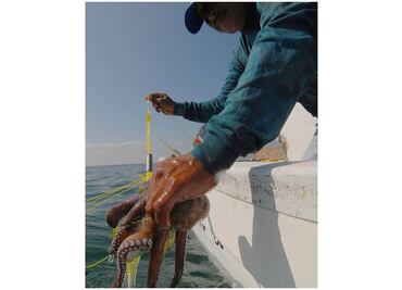Inicia veda del pulpo este sábado en Yucatán