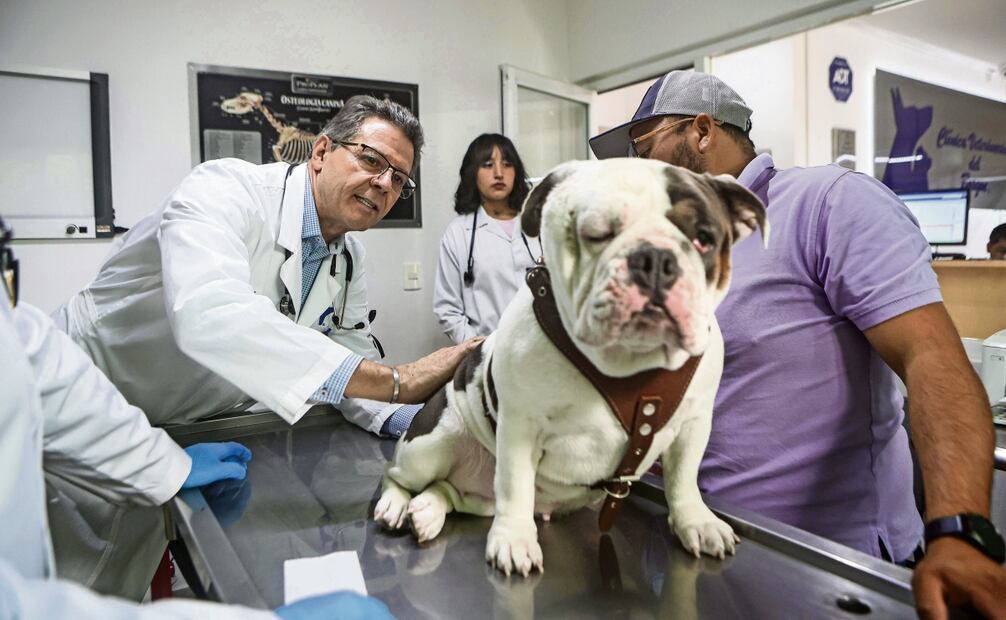Es mucha presión, estás trabajando dando lo mejor de ti; ningún veterinario piensa en matar a algún animalito, cuenta uno de ellos. Foto: Gabriel Pano / EL UNIVERSAL