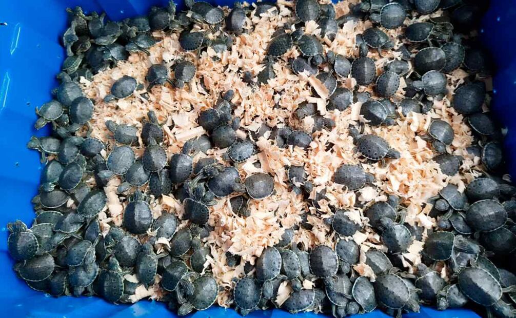 Profepa resguarda 320 tortugas pavo real en autopista México-Puebla. Foto: Profepa