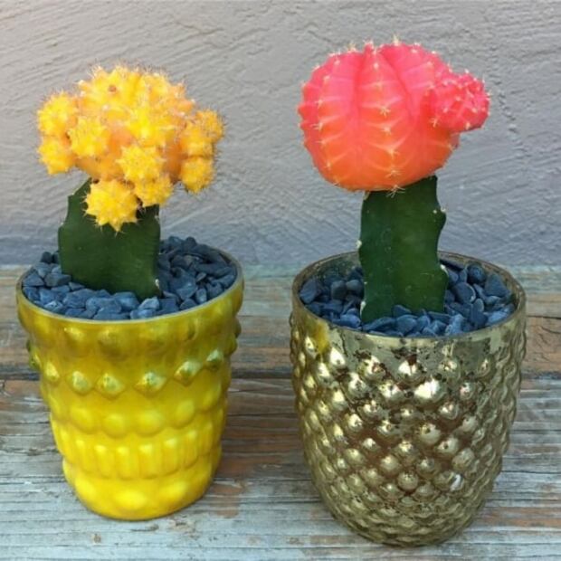 Alerta Plant Lady: el cactus que será tu nueva obsesión