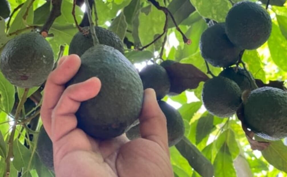 Reanudan corte y exportación de aguacate michoacano a Estados Unidos 