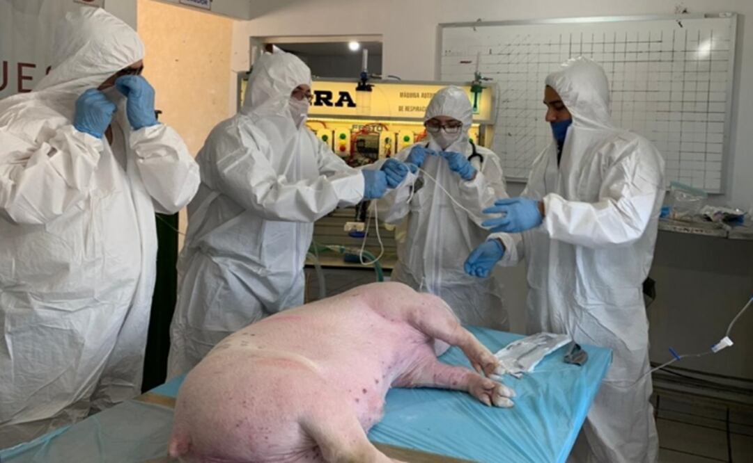 The prototype was developed in Sonora - Photo: File photo/EL UNIVERSAL