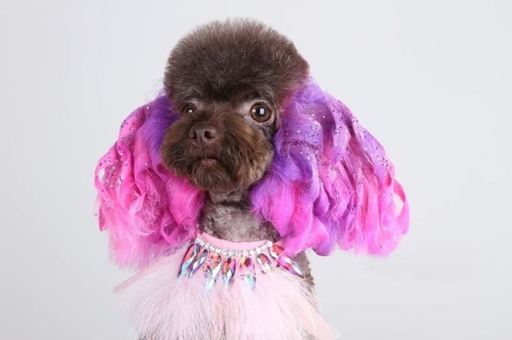 Ahora tu lomito puede jugar con su estilo de pelo    Foto: Instagram