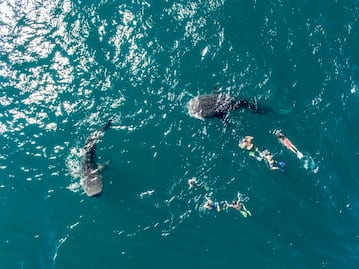 Nada con tiburones ballena en Baja California Sur