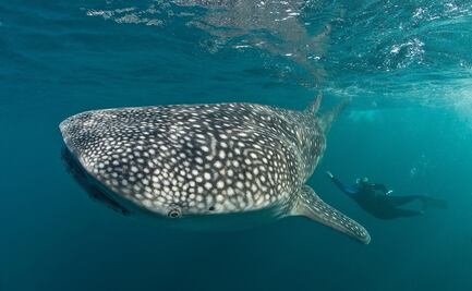 Estudio genético en Panamá da esperanzas para evitar la extinción del tiburón ballena 