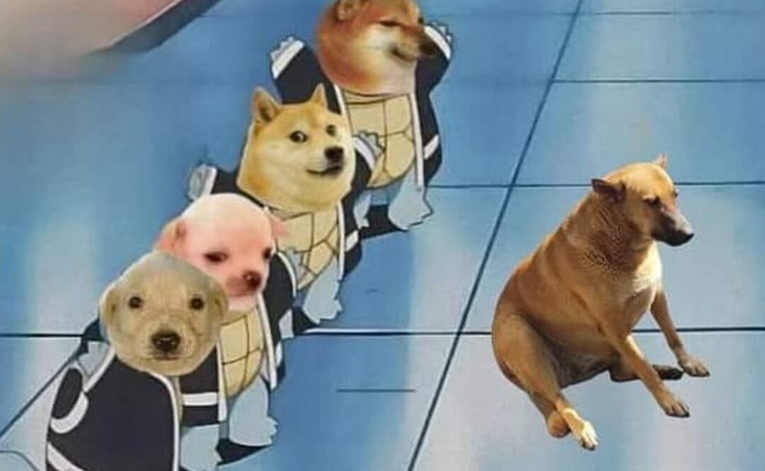 Usuarios de redes sociales consideraron que encontrarse al lomito sería de buena suerte. Foto: Twitter