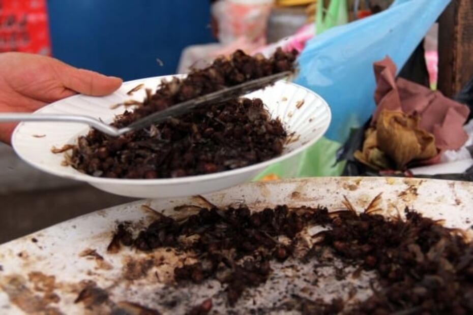 Conoce las formas de comer hormigas chicatanas