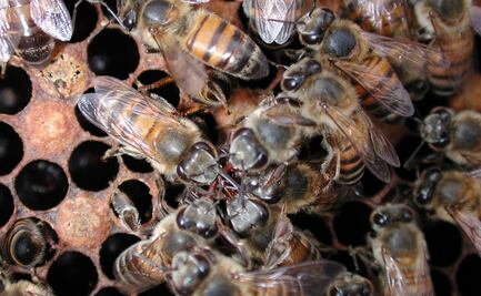 Muere joven y 40 aves por ataque de enjambre en Chiapas