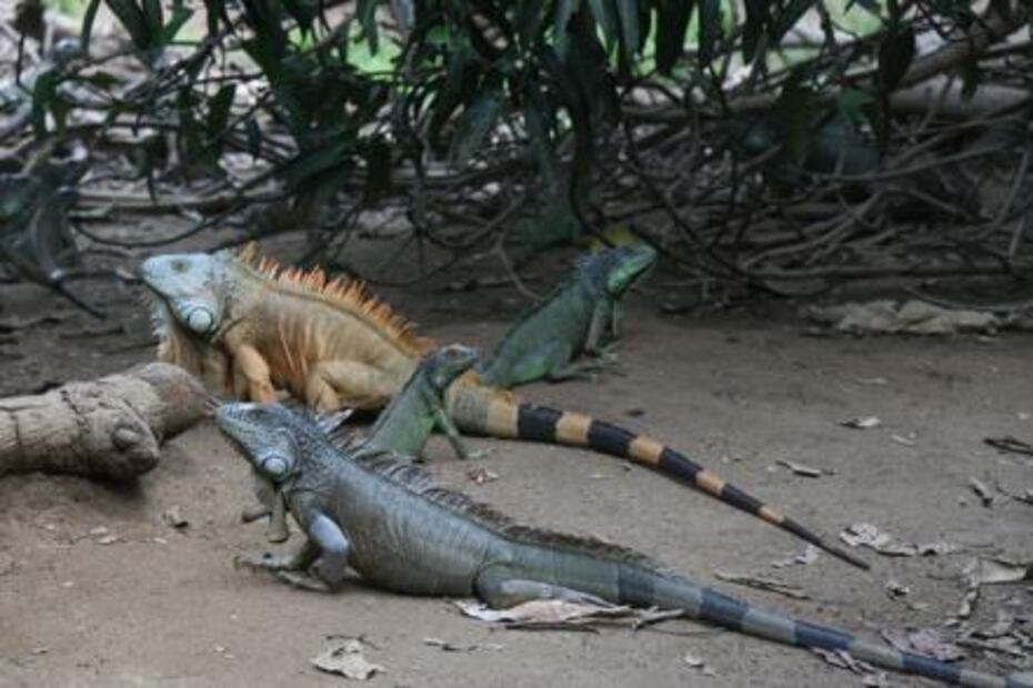 Abilio, de cazador a protector Iguanero
