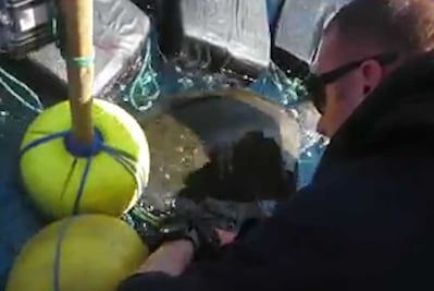 Tortuga que se enganchó con siete toneladas de cocaína es rescatada