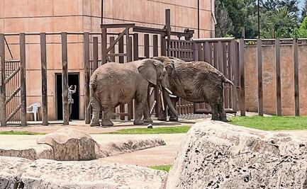 Crece convivencia entre las elefantas Ely, Gipsy y Annie