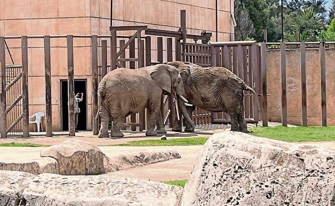 Las elefantas Ely y Gipsy habitan en un mismo espacio desde el año pasado y de acuerdo con la Sedema, sus interacciones van en aumento. Foto: Laura Arana / EL UNIVERSAL