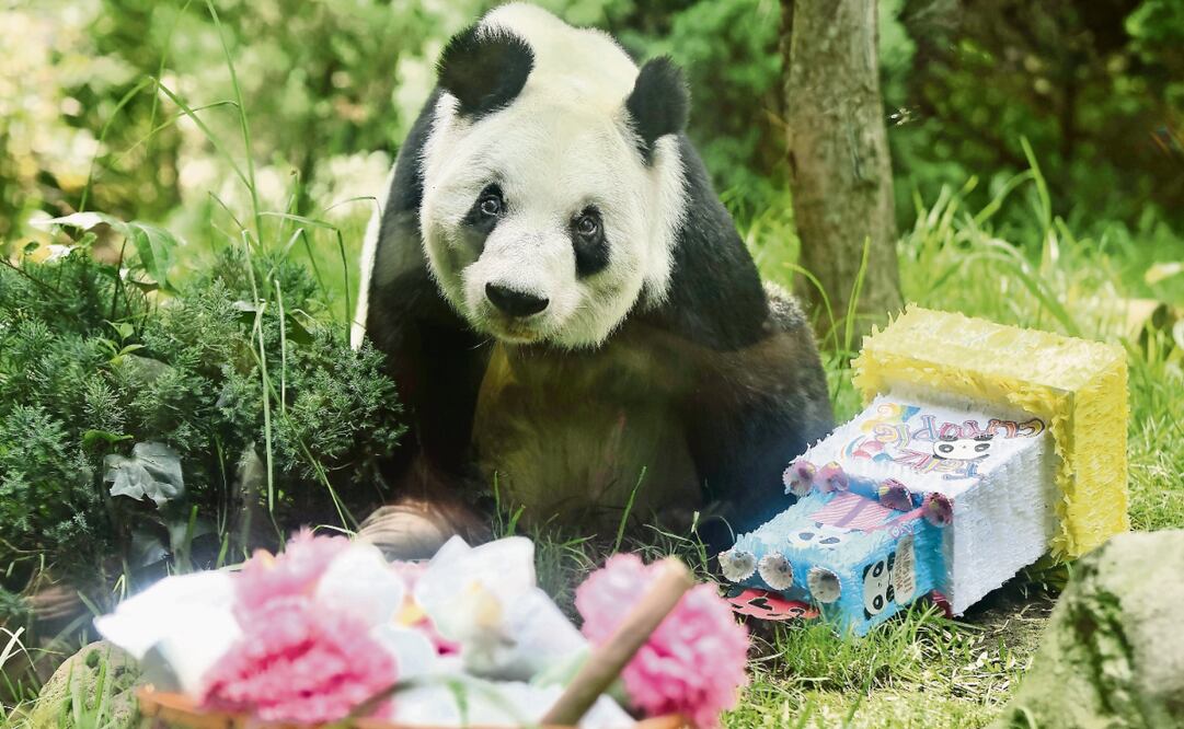 Mientras miles de niños y adultos cantaban Las Mañanitas, Xin Xin disfrutaba de su pastel de cumpleaños hecho de avena y manzanas, su fruta favorita. Foto: Berenice Fregoso / EL UNIVERSAL