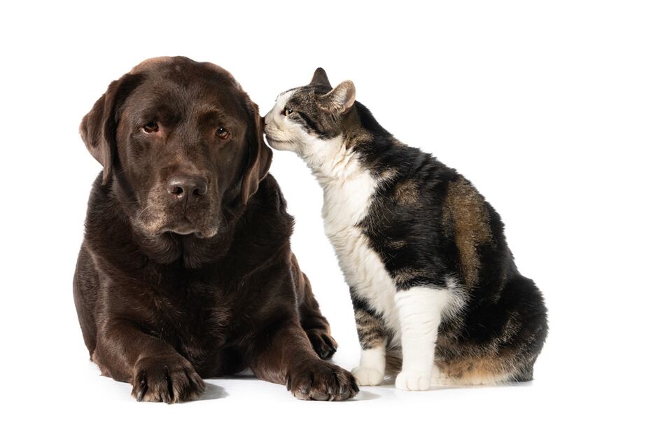 Omega-3 y mascotas. Fuente: Freepik