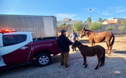 Localizan y aseguran dos caballos en calles de Culiacán, Sinaloa; se escaparon de su corral