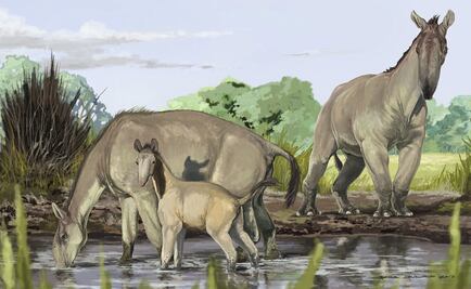 Trazan parentesco de animal que descubrió Charles Darwin