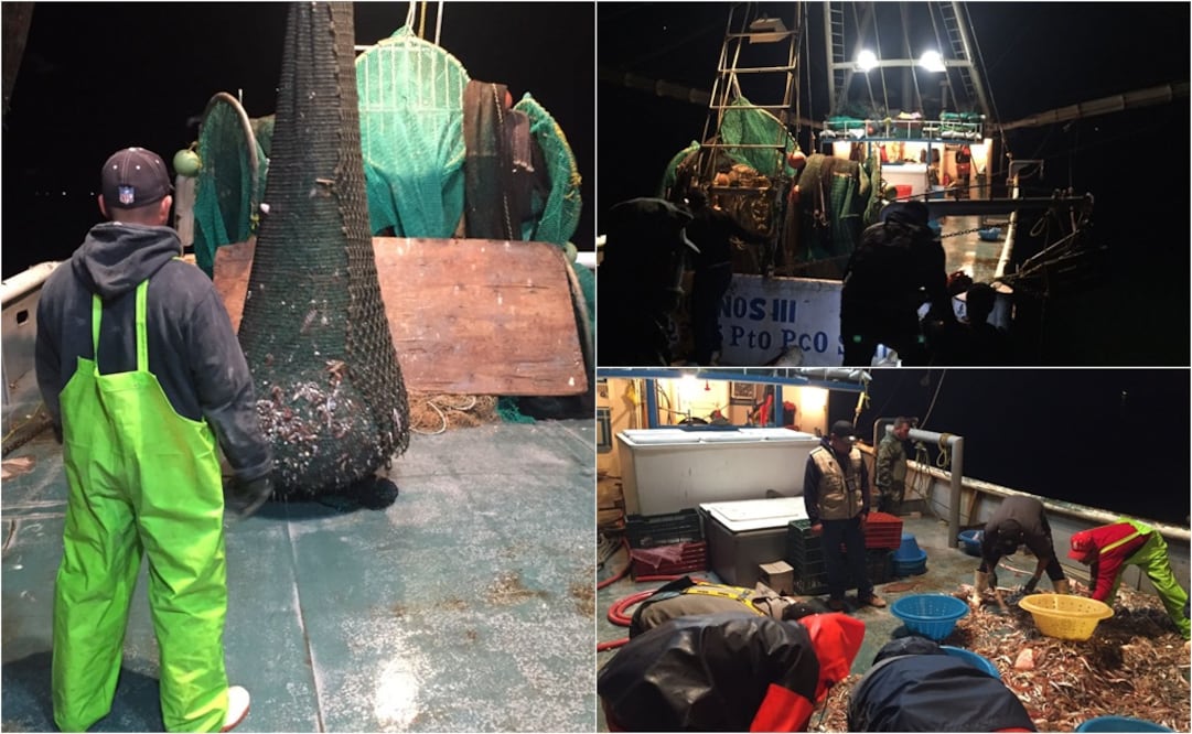 El barco asegurado contravino con su actividad de pesca el Acuerdo Mediante el cual se establece el Área de Refugio para la Protección de la Vaquita (Fotos: Cortesía)