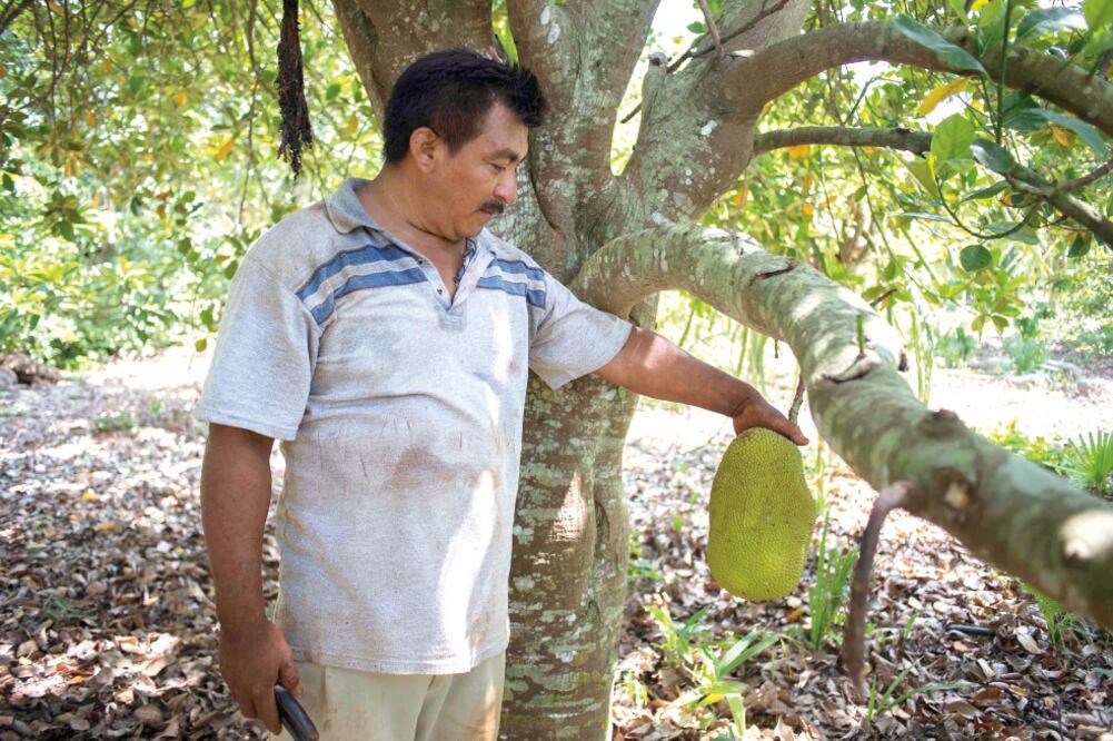 Se estima que sólo unos 30 productores y parcelarios se dedican a la siembra de este fruto, Ejidatarios de Campeche y Yucatán esperan que en máximo tres años sus cosechas puedan comercializarse en diferentes mercados nacionales. (FOTOS: CUAUHTÉMOC MORENO)