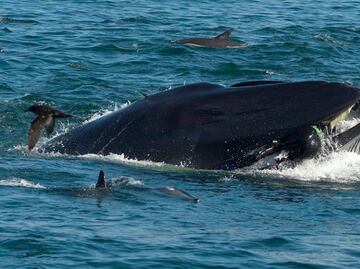 Ballena se traga a un buzo y lo escupe momentos después