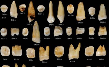 Hallan dientes humanos fósiles de más de 80 mil años