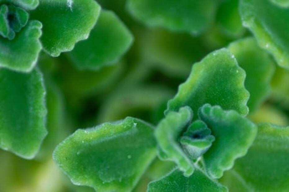 Esta planta te ayudará a descongestionar vías respiratorias