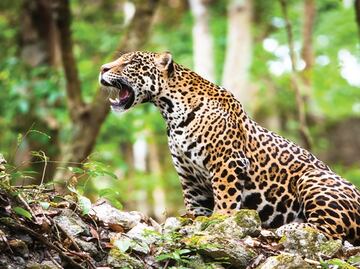 Jaguar population increases in Mexico
