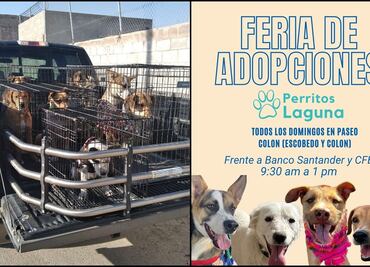 “Así llegamos y así regresamos”: realizan feria de adopción para perritos pero no se llevan ninguno