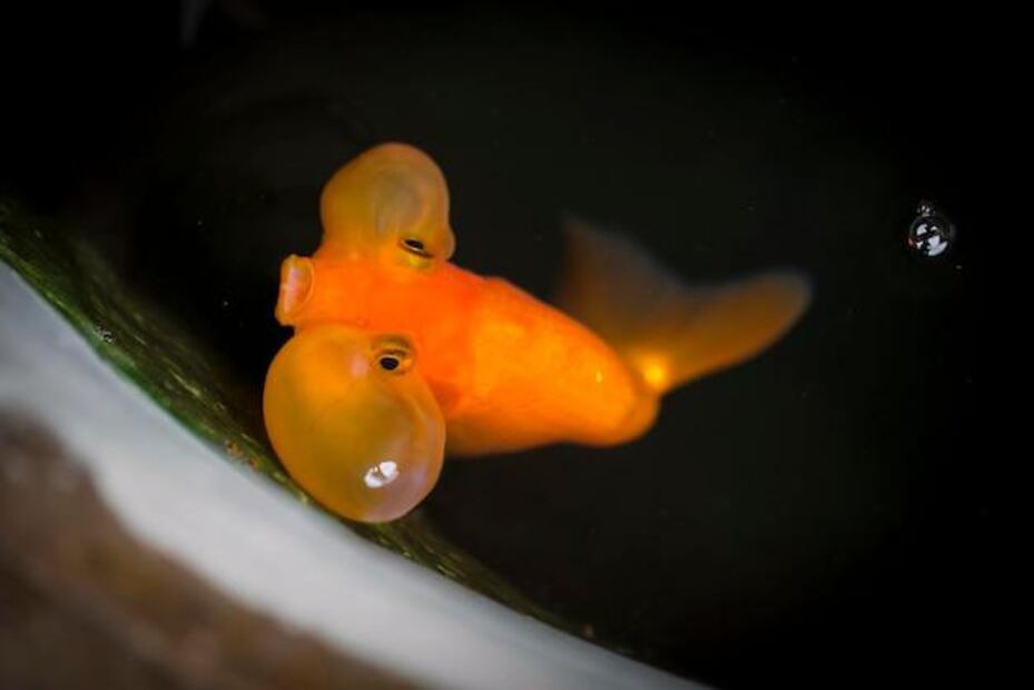 El sueño es esencial para la salud de los peces. Fuente: Freepik.