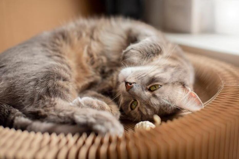 Si tu gato presenta heces blandas y malolientes, es crucial acudir a un veterinario. Fuente: Freepik.