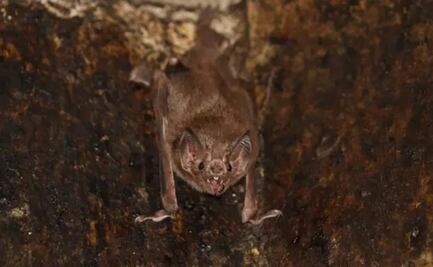 Murciélagos vampiro sí guardan distancia social cuando se enferman