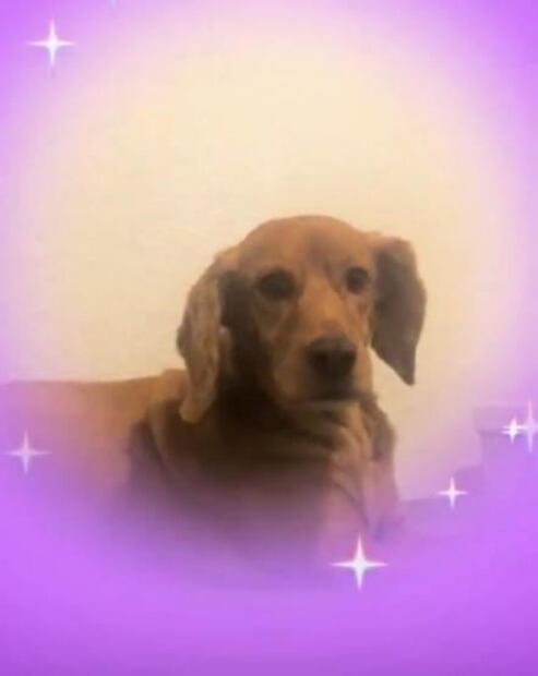 Ésta es la mejor manera de celebrar el Día Mundial del Perro