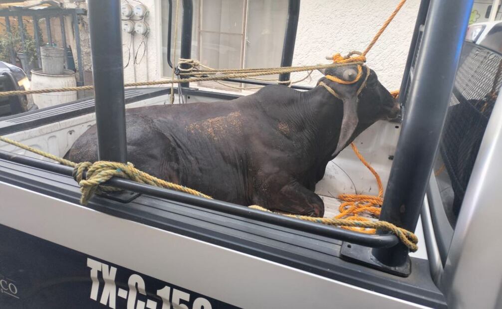 Toros invaden carretera Lechería-Texcoco en el Edomex (26/03/2025). Foto: Especial