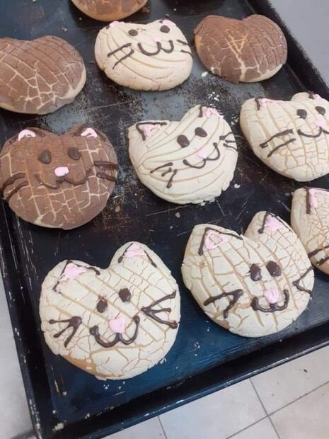 Conoce las Michi Conchas para los amantes de los gatos 