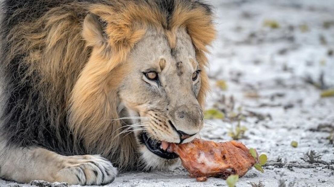Los leones son depredadores carnívoros. Fuente: Freepik.