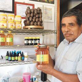 Chinantecos protegen a las abejas sin aguijón  