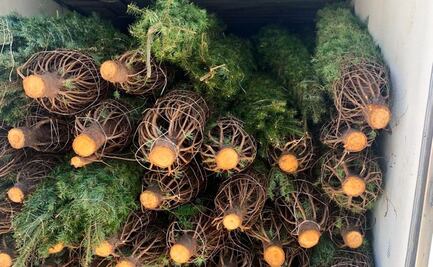 Profepa revisa más de 130 mil árboles de Navidad; confirma que ninguno presenta plagas