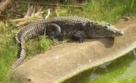 Pieles de cocodrilo para cuidar su hábitat