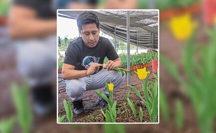 Afectan lluvias a la producción de tulipanes