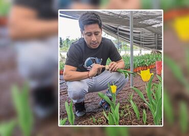 Afectan lluvias a la producción de tulipanes