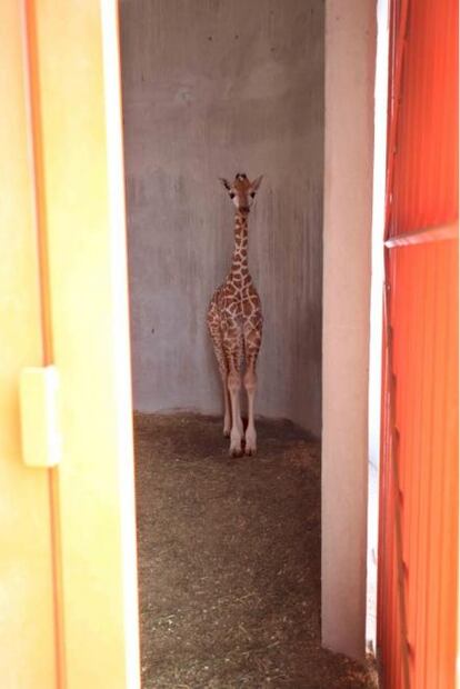 Nace jirafa en Parque Ecológico de Ecatepec