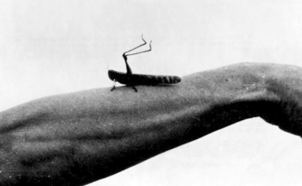 La campaña recurrió a bombas portátiles y lanzallamas contra acrídidos, sin importar su devastación. Poco a poco, el gobierno usó insecticidas, como el arsenato de calcio; en la actualidad hay varios químicos que garantizan la muerte de estos especímenes, sin alterar la salud de los cultivos. Foto: Mediateca INAH.