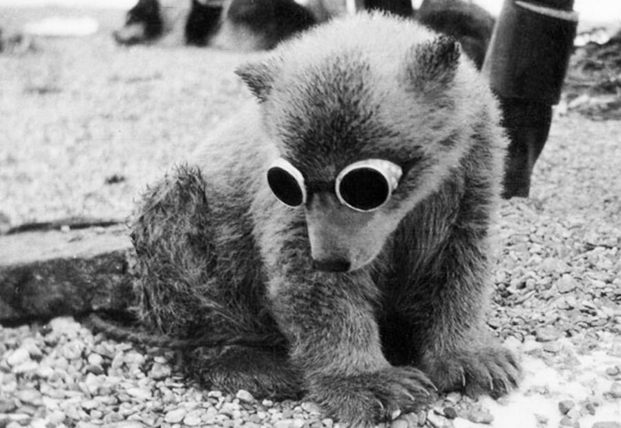 Hasta los animales podrían portar lentes negros. Fotografía de 1943, con un cachorro de oso al cual se inmovilizó y se le pusieron lentes de sol para protegerlo de la luz solar. Foto: J. Phillipe/Wikimedia Commons.