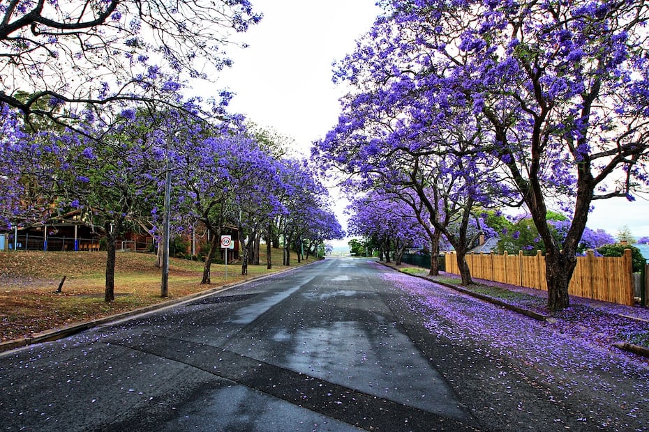 Jacaranda. Fuente: Pixabay